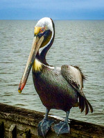 BROWN PELICAN