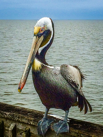 BROWN PELICAN