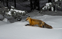 Wyoming Red Fox - Winter Forest