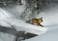 Wyoming Red Fox - Crossing the Creek in Winter