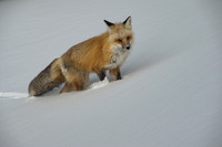 Wyoming Red Fox - Field of Snow