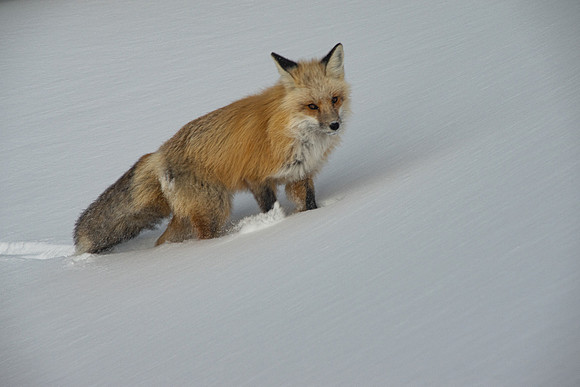 Wyoming Red Fox - Field of Snow