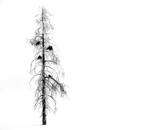 Whiteout